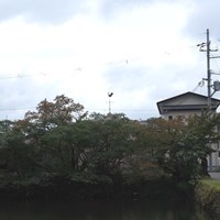 篠山（2019）